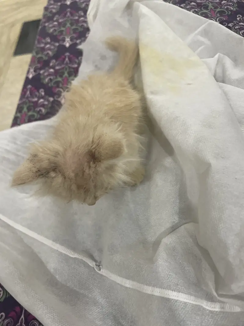 Male cat in fawn colour trained — photo 2