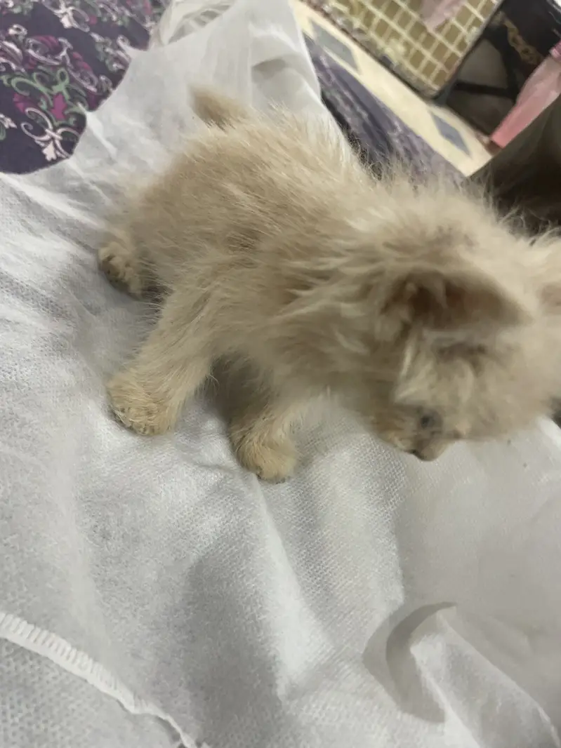 Male cat in fawn colour trained — photo 3
