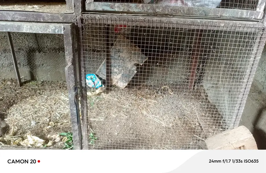 Cages 6 box — photo 4