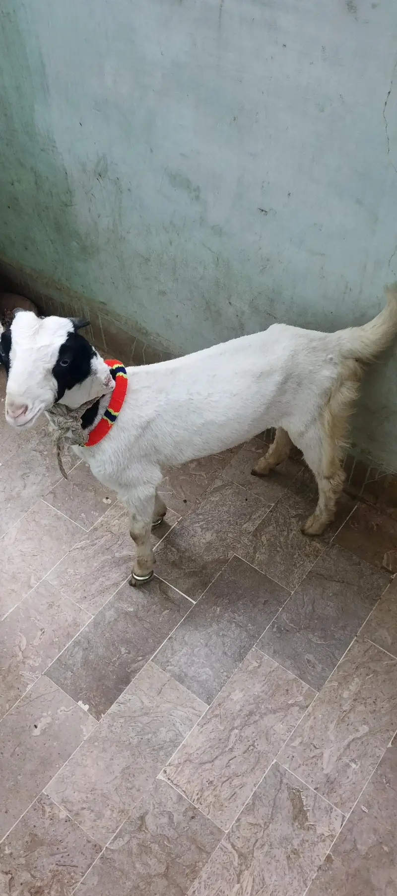 nasar ni pta pesy ki need he ana khud huga orangi twan — photo 5
