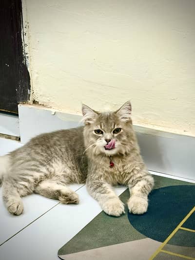 Persian cat active male for sale interested customers contact me