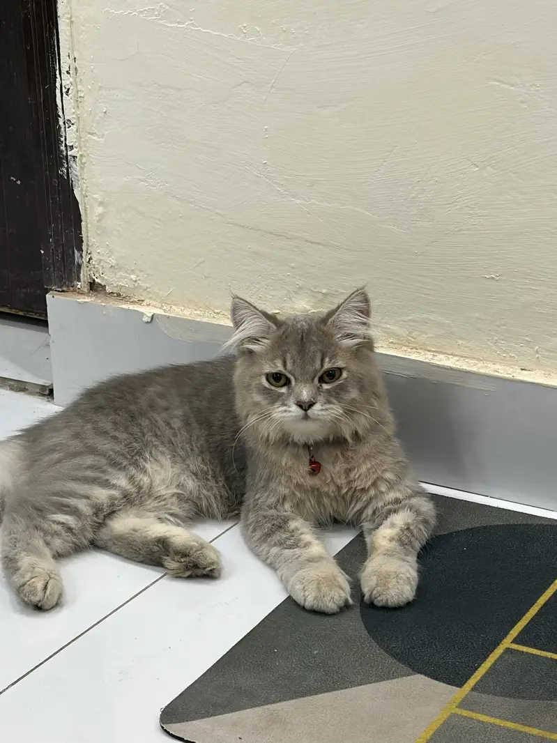 Persian cat active male for sale interested customers contact me — photo 2