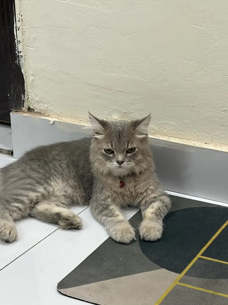 Persian cat active male for sale interested customers contact me — photo 4