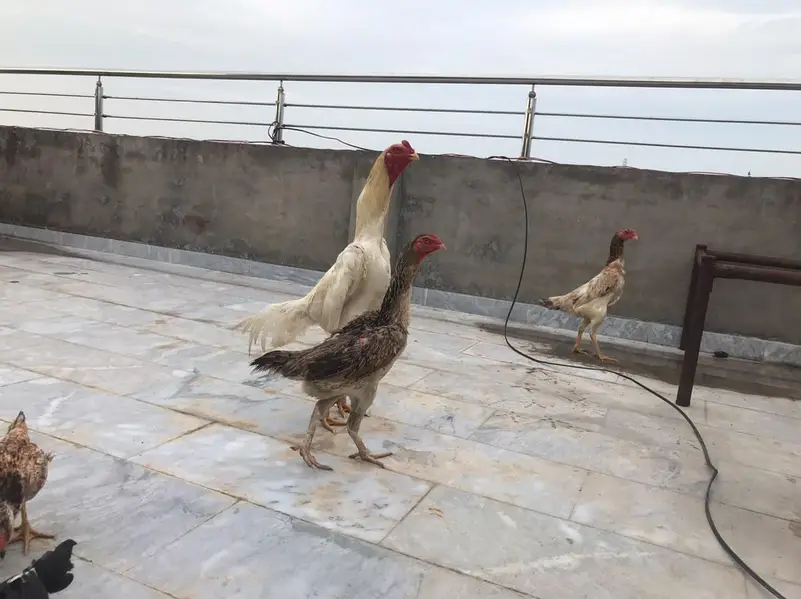 Shamo eggs and Chick's — photo 2