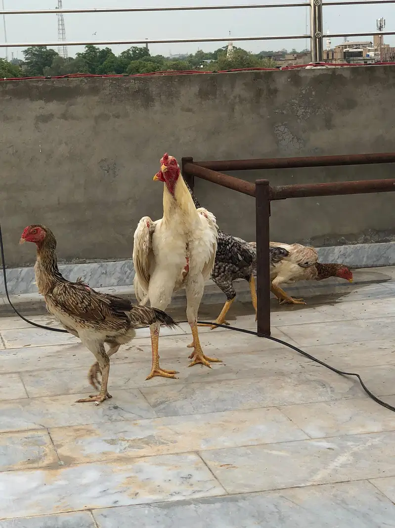 Shamo eggs and Chick's — photo 3