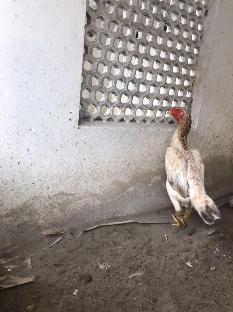 Shamo eggs and Chick's — photo 4