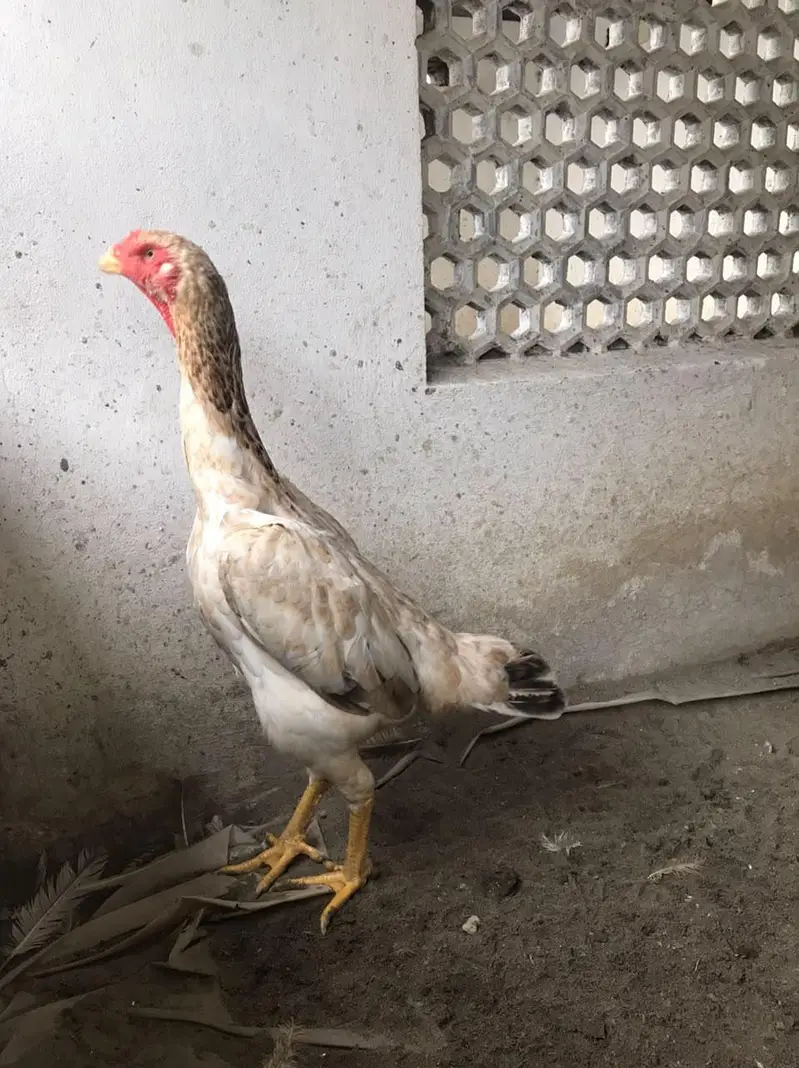 Shamo eggs and Chick's — photo 6