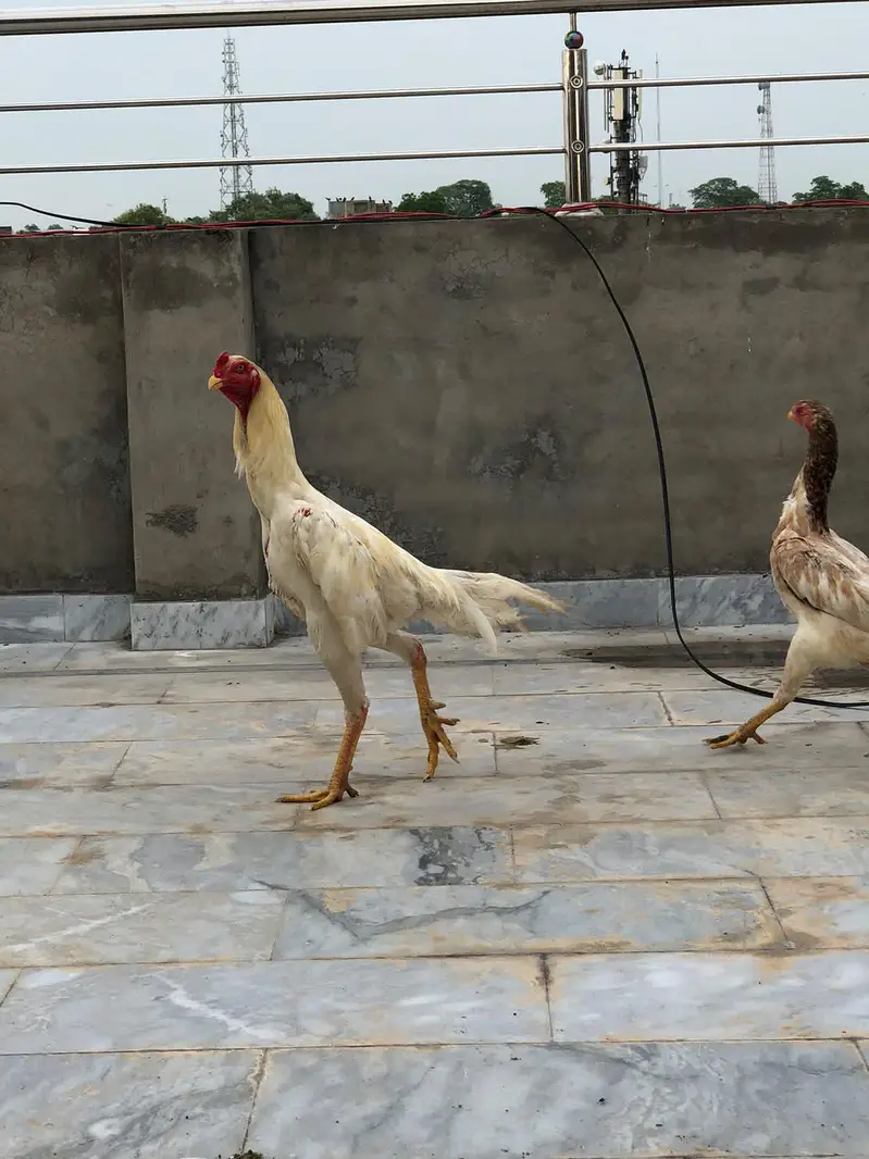 Shamo eggs and Chick's — photo 7