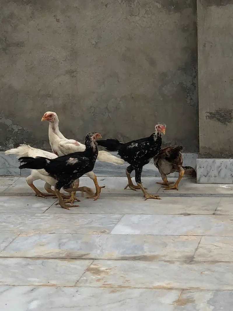 Shamo eggs and Chick's — photo 8