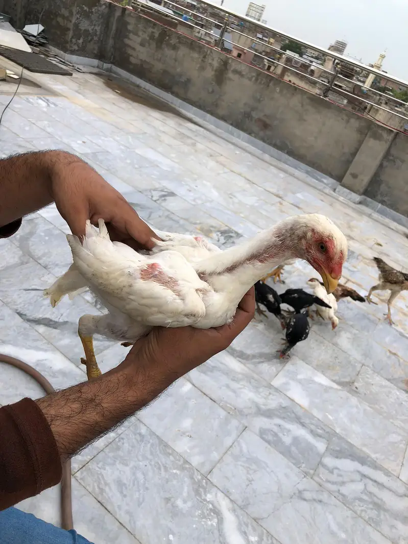 Shamo eggs and Chick's — photo 9