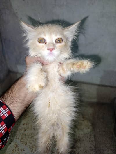 Turkish Angora cat babies
