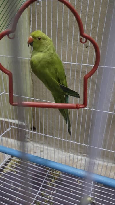 green ringneck