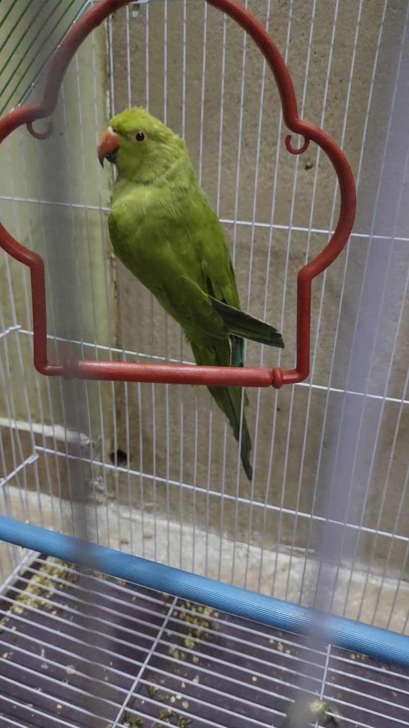 green ringneck 0