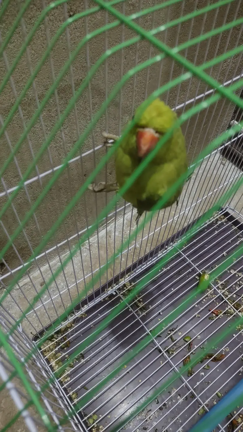 green ringneck — photo 2