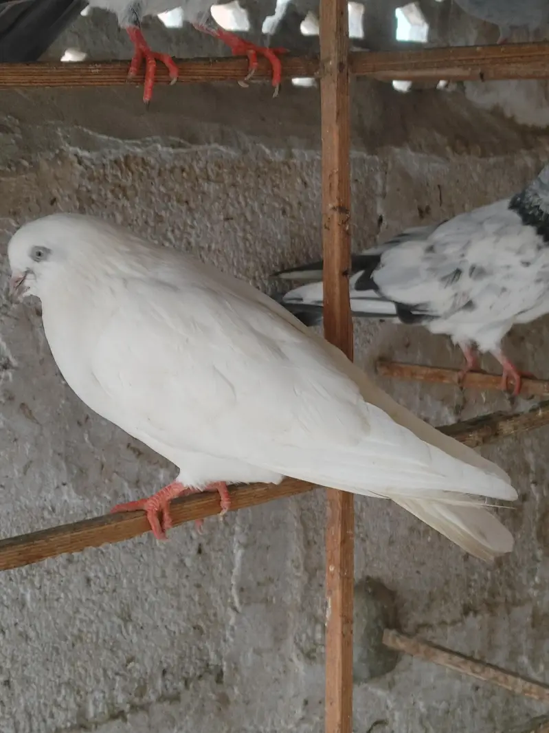SHESHAM WALY PIAR — photo 3