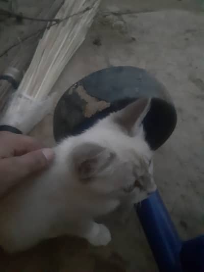Cat for sale