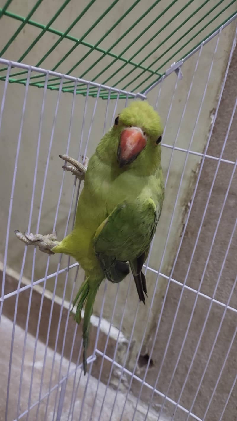 green ringneck 2