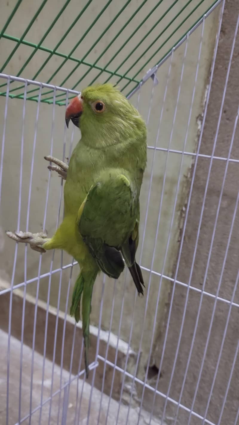 green ringneck 3