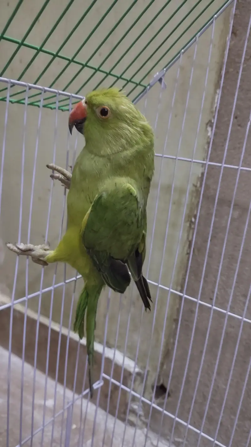 green ringneck — photo 4