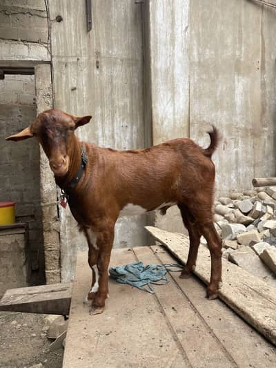 Bakra Teddy
