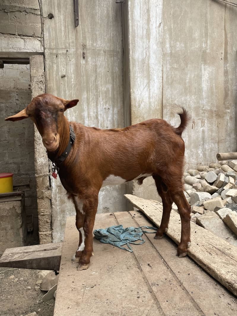 Bakra Teddy 0