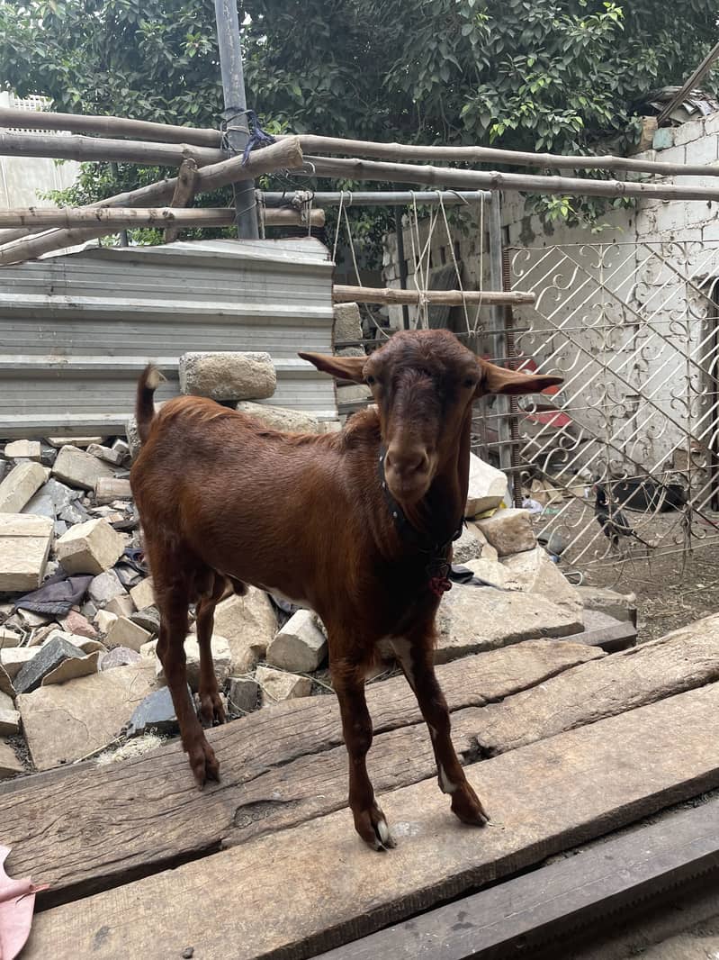 Bakra Teddy 1