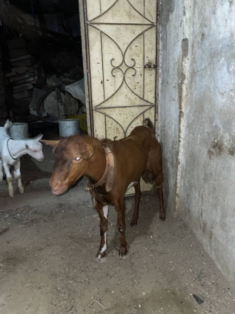 Bakra Teddy 2
