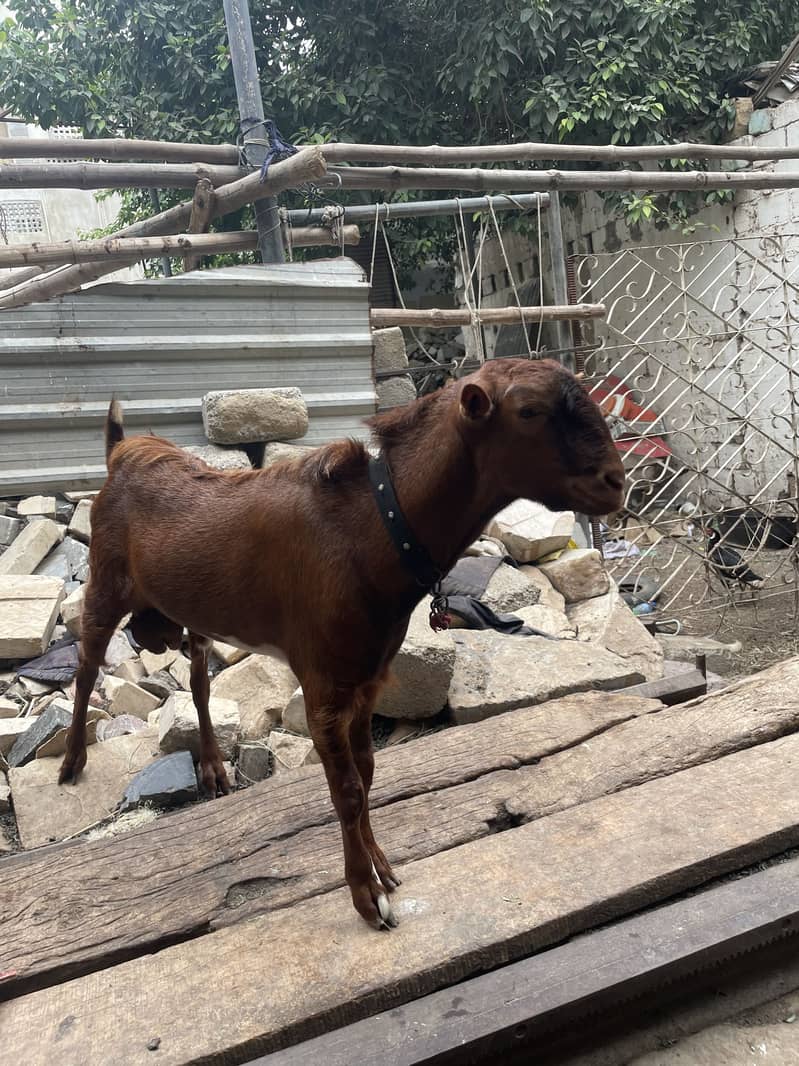 Bakra Teddy 3