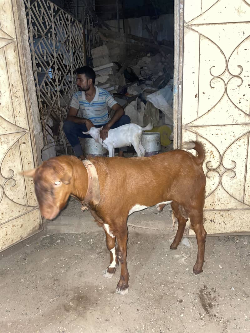 Bakra Teddy 4