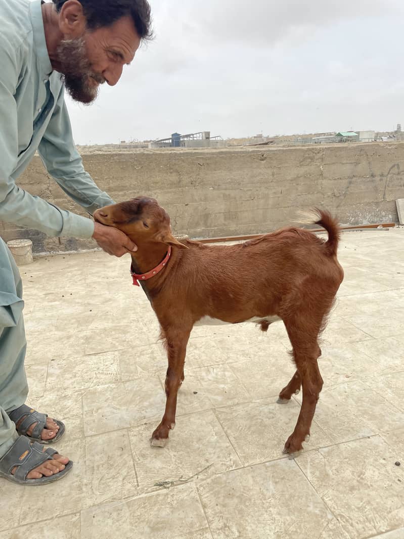 Bakra Teddy 7