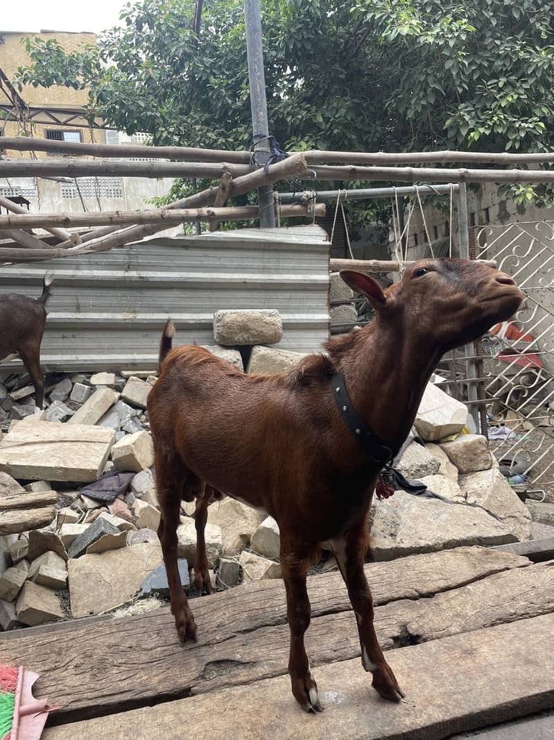 Bakra Teddy 8