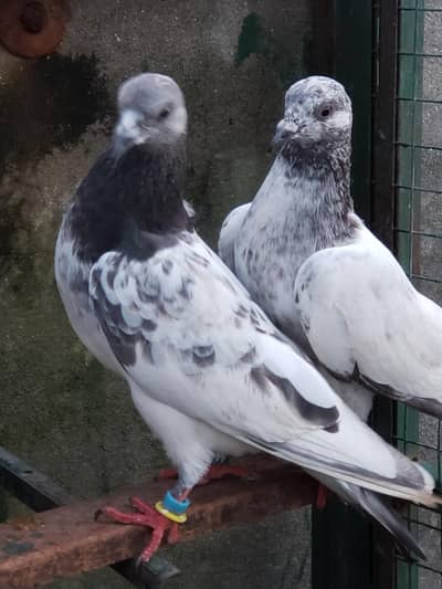 chat wale chuhe breeder pair