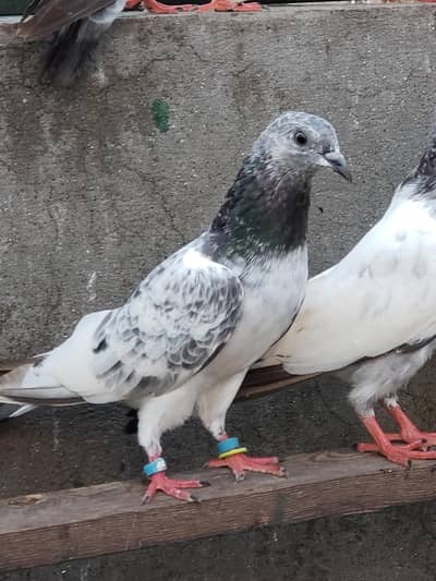 chat wale chuhe breeder pair