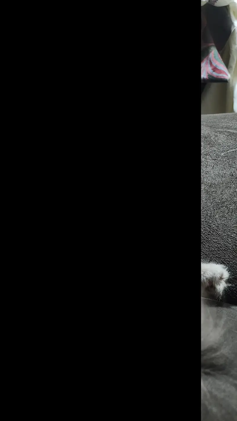 British breed  female  Persian kitten — photo 6