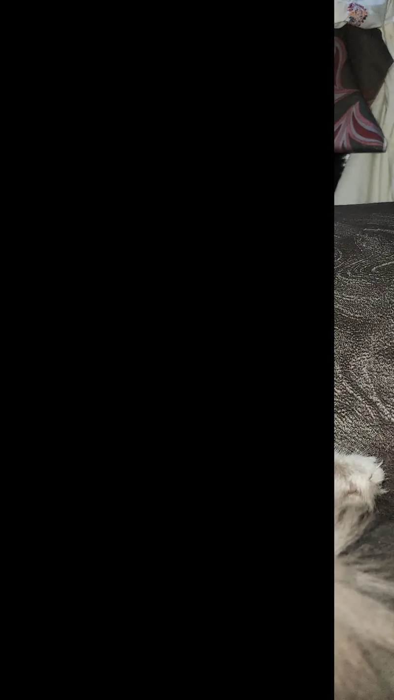 British breed  female  Persian kitten — photo 7