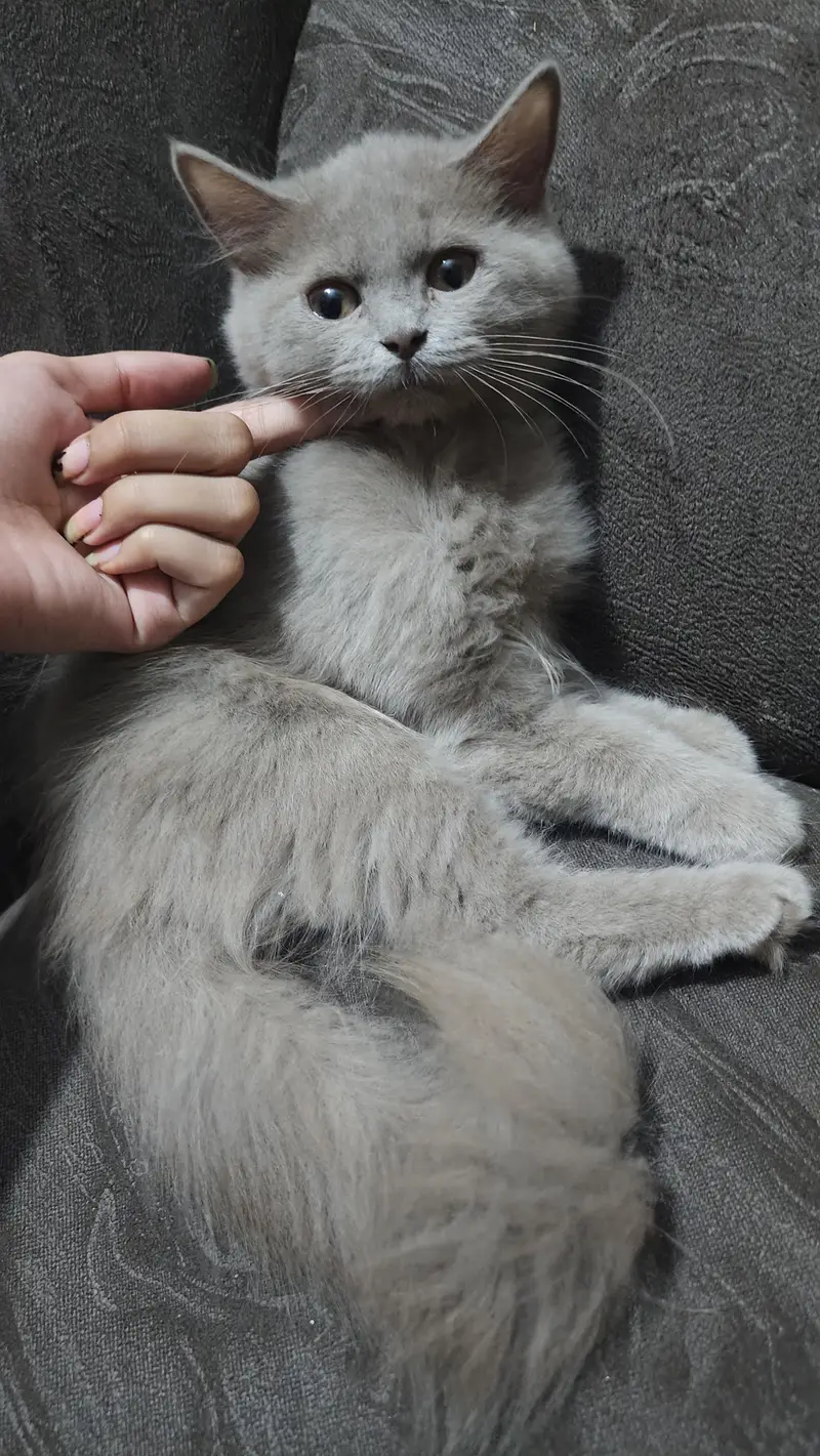 British breed  female  Persian kitten — photo 8