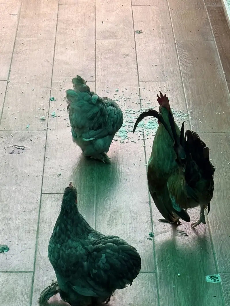 English game male availble and 2 egg laying blue bantams available — photo 2