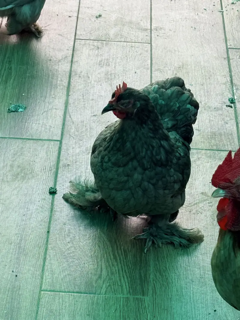 English game male availble and 2 egg laying blue bantams available — photo 3