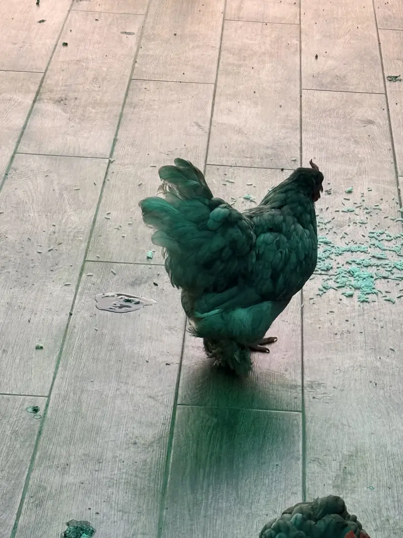 English game male availble and 2 egg laying blue bantams available — photo 4