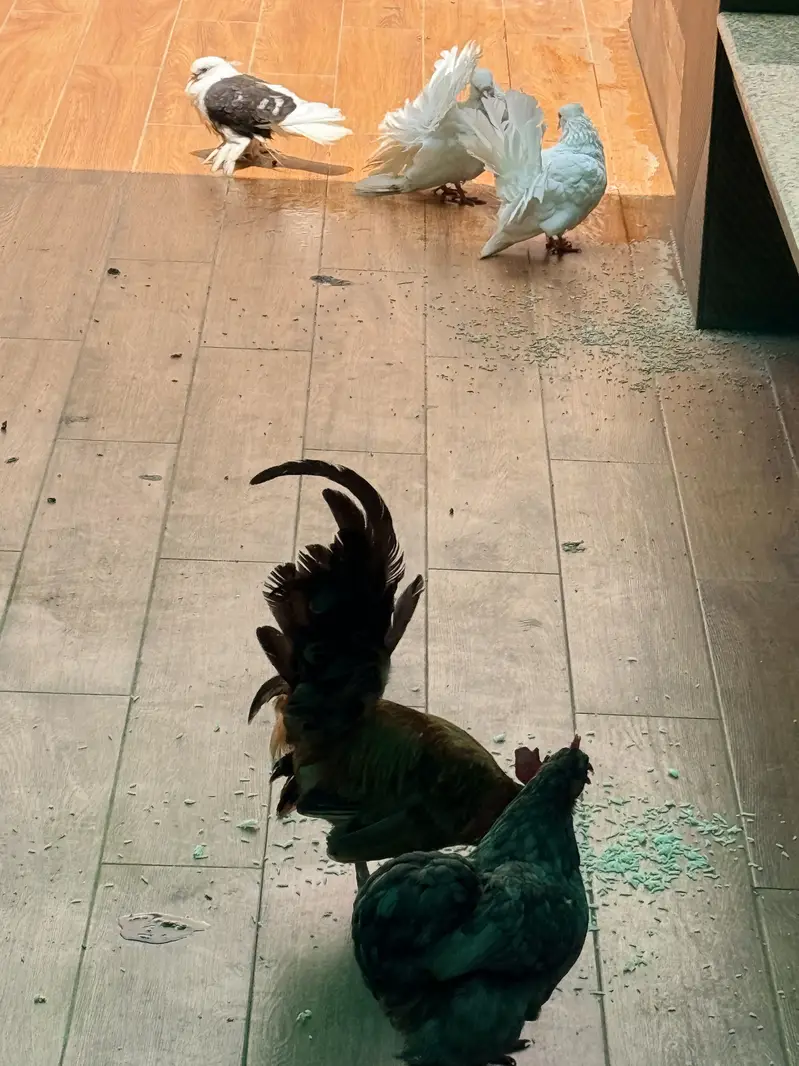 English game male availble and 2 egg laying blue bantams available — photo 5