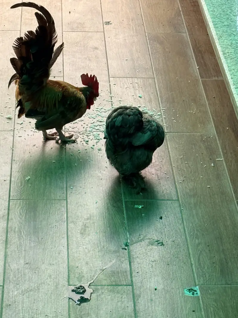 English game male availble and 2 egg laying blue bantams available — photo 6