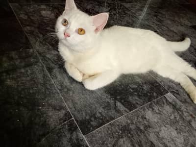 My cat