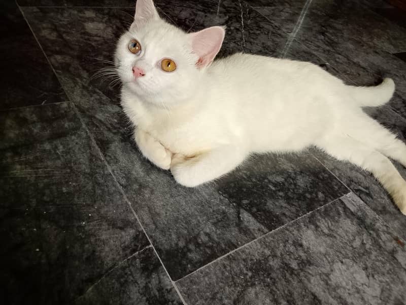 My cat 0
