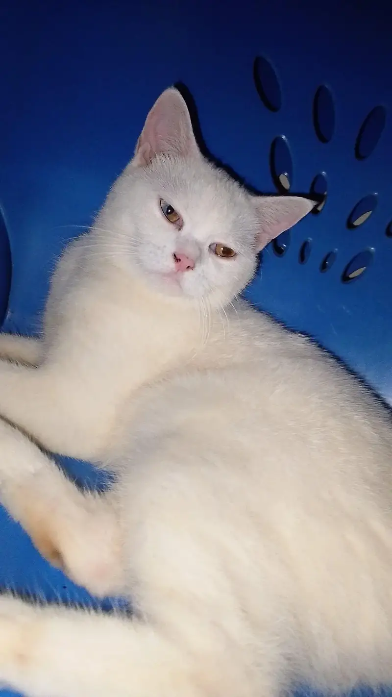 My cat — photo 2