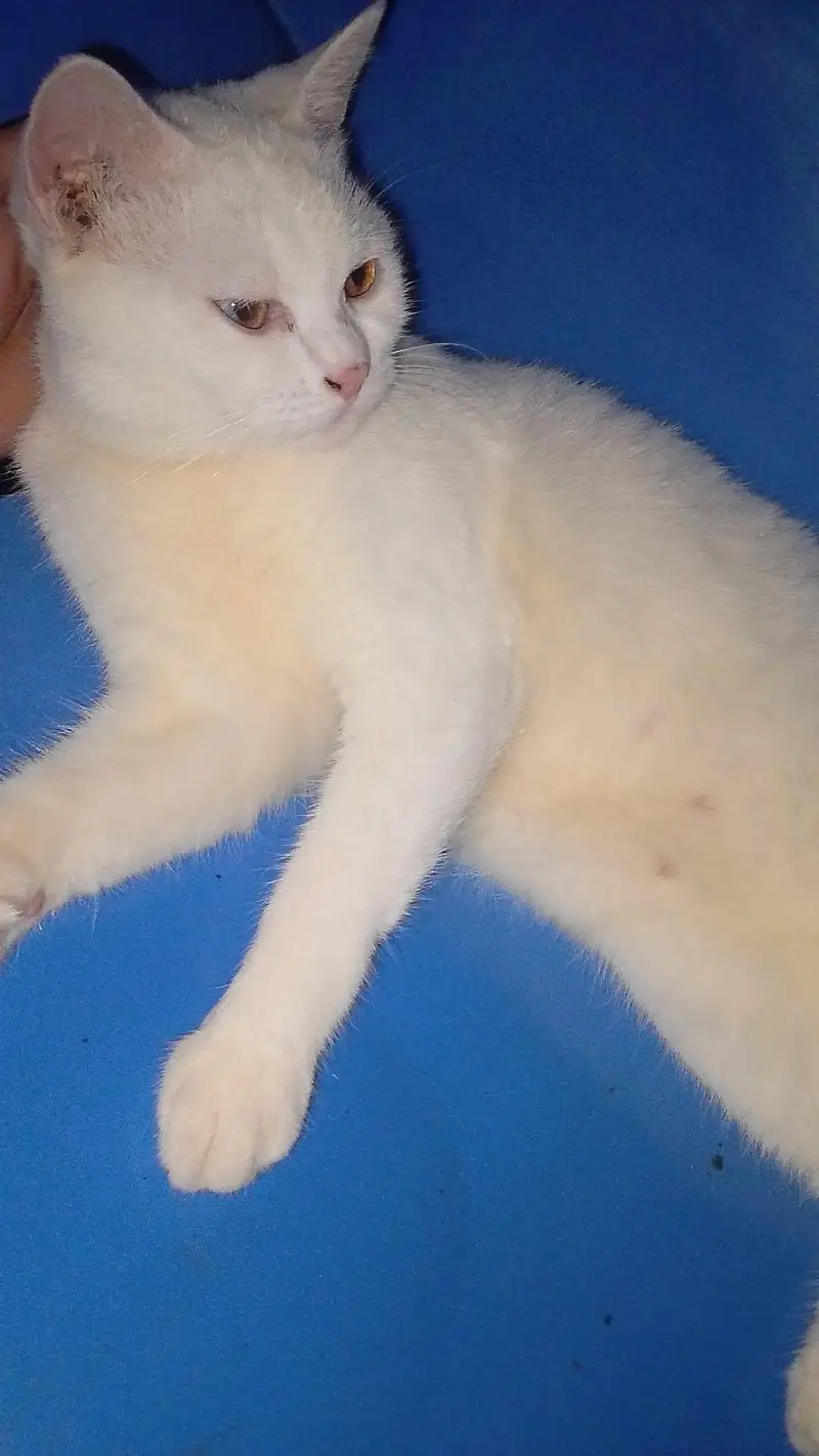 My cat — photo 3