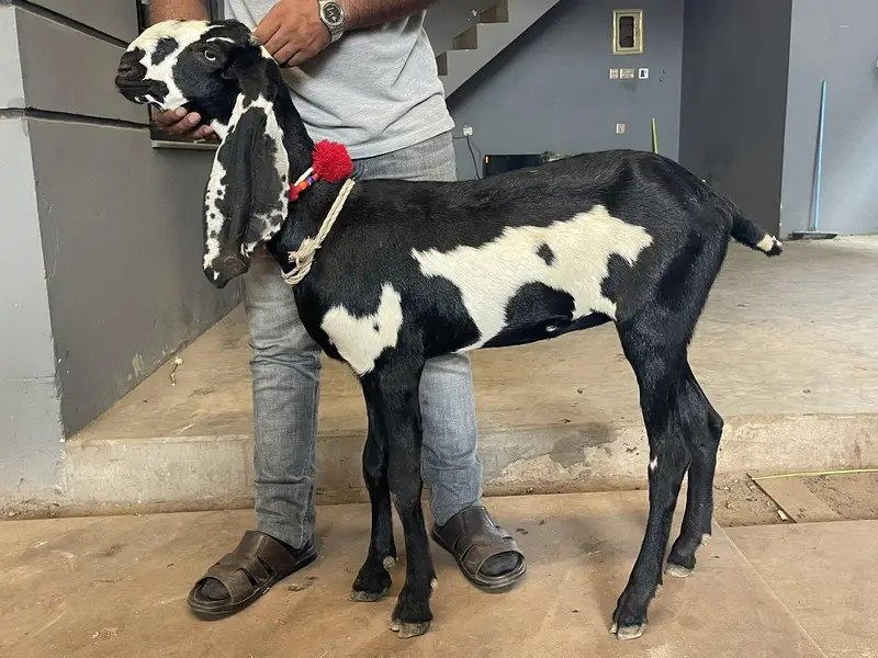 Top Quality Beetal Goat ! Amradsari Beetal path bakri sale — photo 2