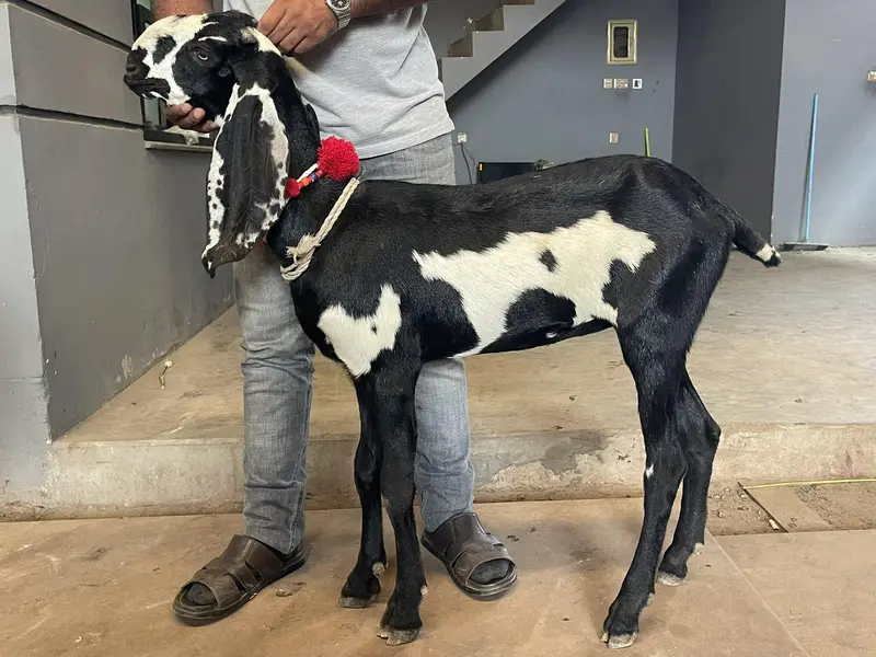 Top Quality Beetal Goat ! Amradsari Beetal path bakri sale — photo 4