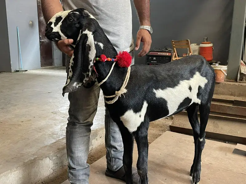 Top Quality Beetal Goat ! Amradsari Beetal path bakri sale — photo 5