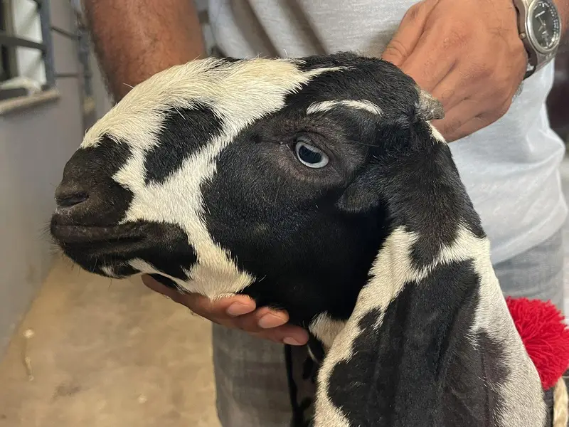 Top Quality Beetal Goat ! Amradsari Beetal path bakri sale — photo 6