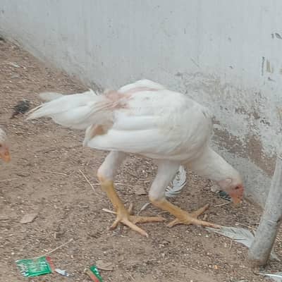 Heera phatha for sale